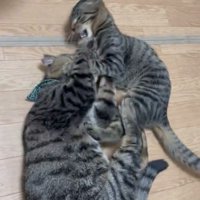 ケンカする猫2匹2
