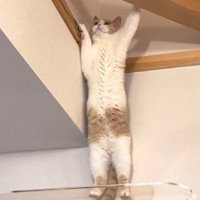 壁を掴む猫