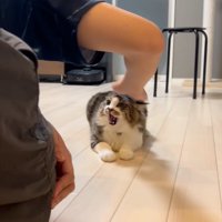 不満を訴える猫