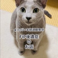 カーペットに座るロシアンブルー