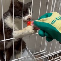 おやつ