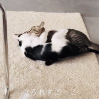 ニャンプロをするキジトラ猫とハチワレ猫