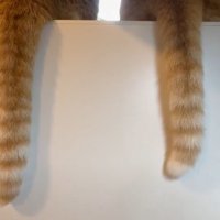 シッポを垂らす2匹