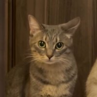 目を丸くして飼い主を見つめるキジトラ猫