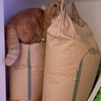 米袋の上に座る猫