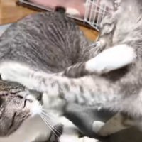 ニャンプロ写真