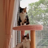 キャットタワーに乗る2匹の猫