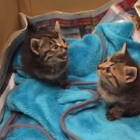 鳴いている子猫