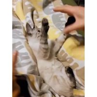遊んでいる子猫