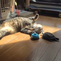 仰向けの猫