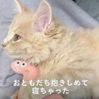 ぬいぐるみを抱きしめている子猫