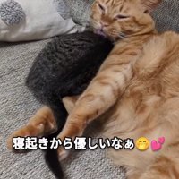 子猫をなめる成猫