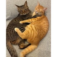 寝ている猫たち