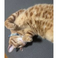 寝ている猫