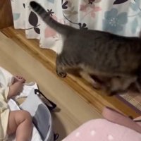隣の部屋に駆け込む猫