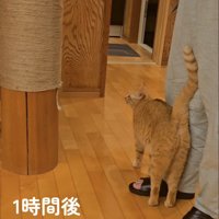 爪とぎを見る猫