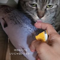 おやつを食べる猫
