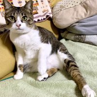 どや顔で左足を見せつけている猫