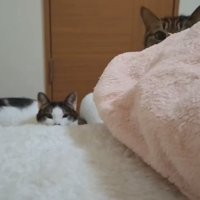 布団の向こうにいる猫たち