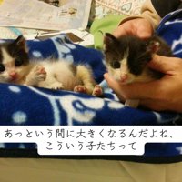 カメラ目線の子猫たち