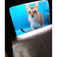 小型スタジオにいる猫