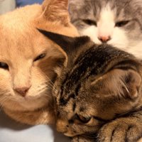 子猫が手を出し押される茶トラとそこにのしかかるサバ白