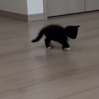 よちよち歩きの子猫