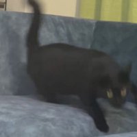 起き上がってソファから離れる猫