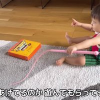 じゃらしで遊んでいる様子