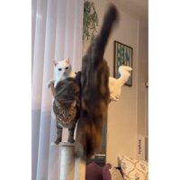 キャットタワーにいる猫