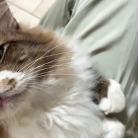 飼い主の膝の上に座り情けない顔をした長毛猫