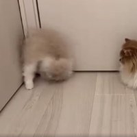 ドアの前の猫たち