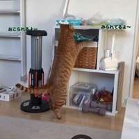 後ろ足で立ってカゴから袋を取り出している茶トラ猫