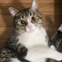 仰向けで目をキラキラさせている猫