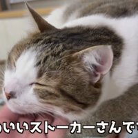 かわいいストーカーさん