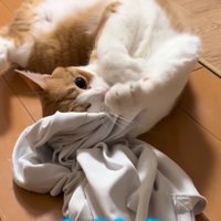 頭をシャツに入れて暴れる猫