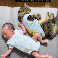 赤ちゃんにくっつく猫