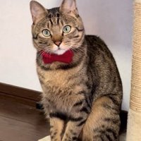 リボンをつけた猫