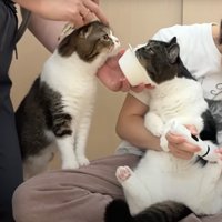 猫の様子