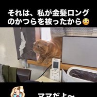 窓辺に寝そべっている猫
