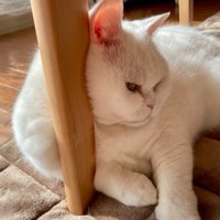 机の足によりかかる猫