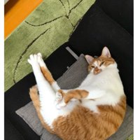 寝ている猫