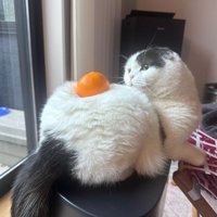 みかんを背中に乗せている猫