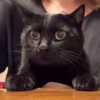 テーブルに前足を乗せている猫