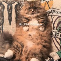 仰向けの猫