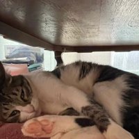 机の下にいる猫