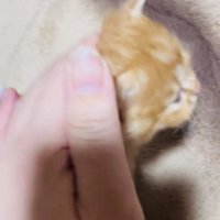 ママに撫でられる茶トラ子猫