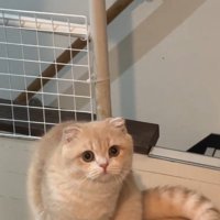 座っている猫