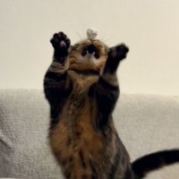 お口まで大きく開けた猫
