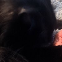飼い主の近くに座る猫